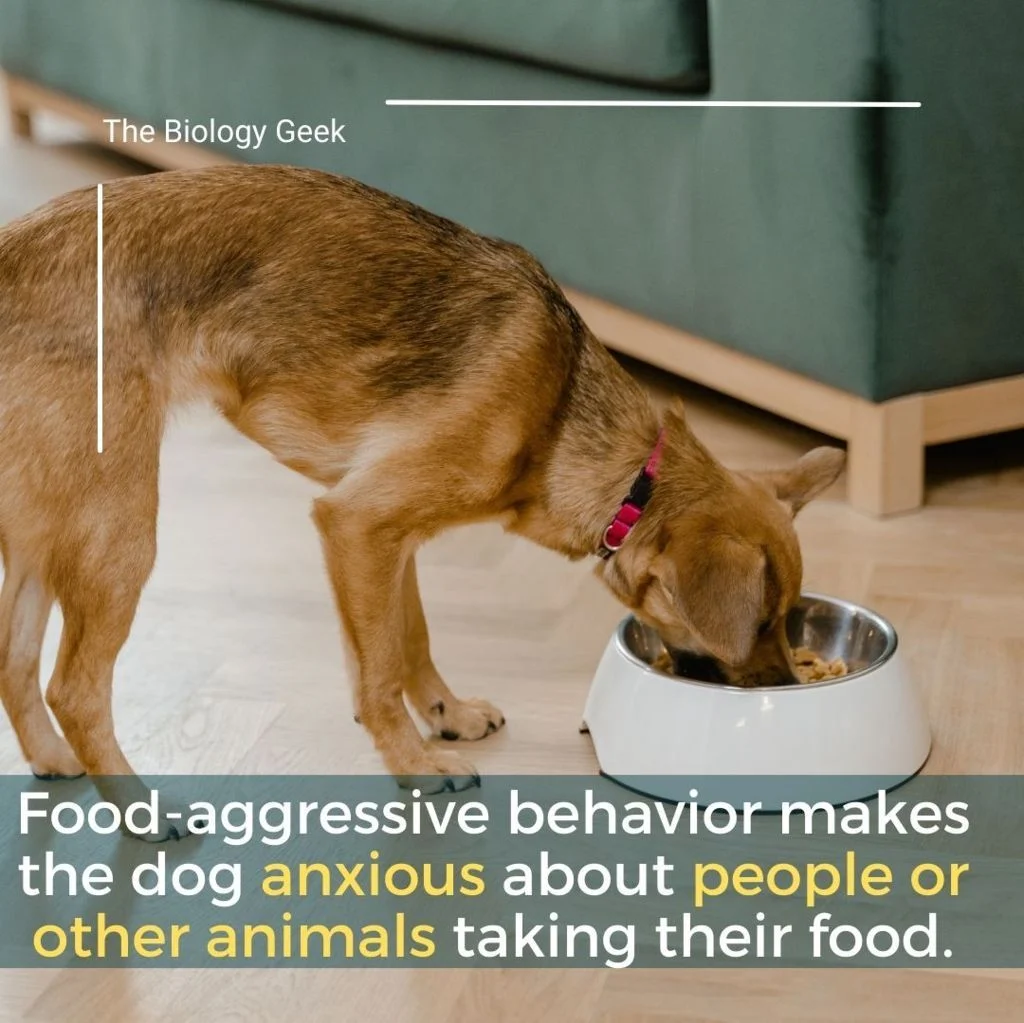 Food aggression in puppies with other dogs
